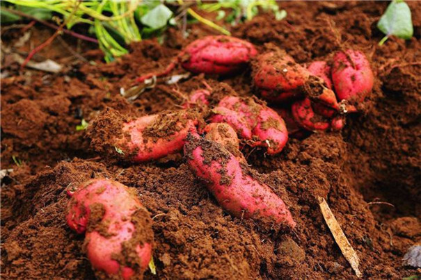 紅薯冷庫建造要點及100噸紅薯冷庫建造報價！(圖1)